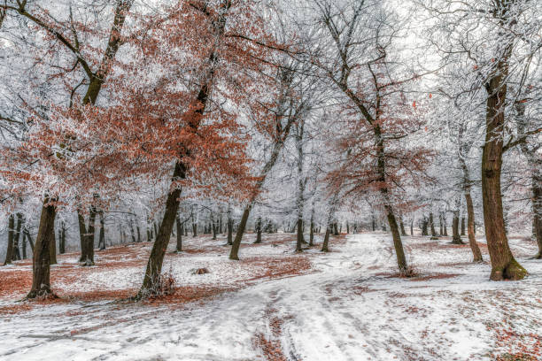 Winter in the woods with brown leaves and foliage