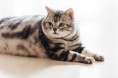 verspielte-niedliche-tabby-katze-auf-dem-boden-liegend.jpg?b=1&s=170x170&k=20&c=7J-CLfq9N2U_0TpWd23pwOEODoXedKIbpXckp956fqE=