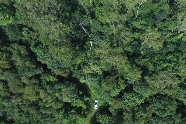 istock Forest in view of drone 1201258908