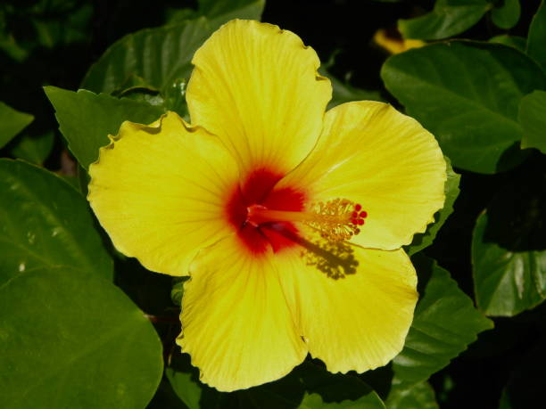 istock beautiful hibiscus flower 1201259034