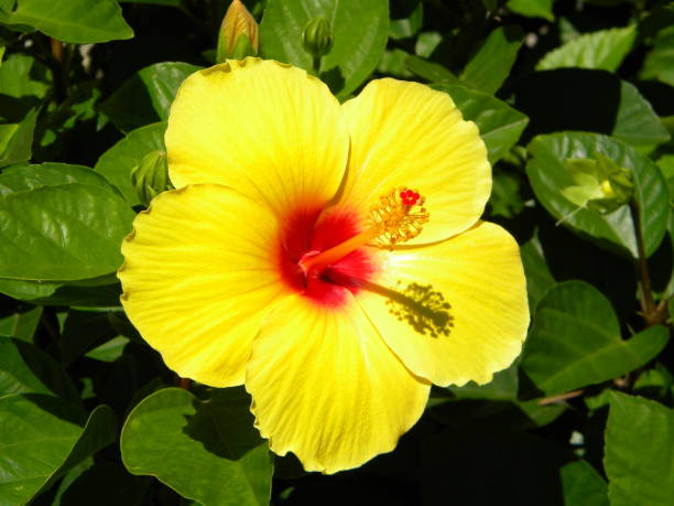 istock beautiful hibiscus flower 1201259050