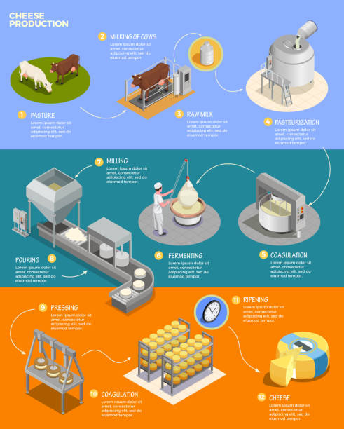 cheese production isometric Cheese production isometric infographics layout with eleven phases of cheese preparation from raw milk vector illustration pasteurization stock illustrations