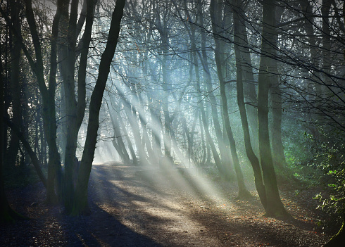 Woodland path with sunbeams through mist on a frosty morning
Hampstead Heath in London, UK