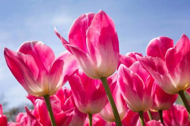 Pink tulips in field stock photo