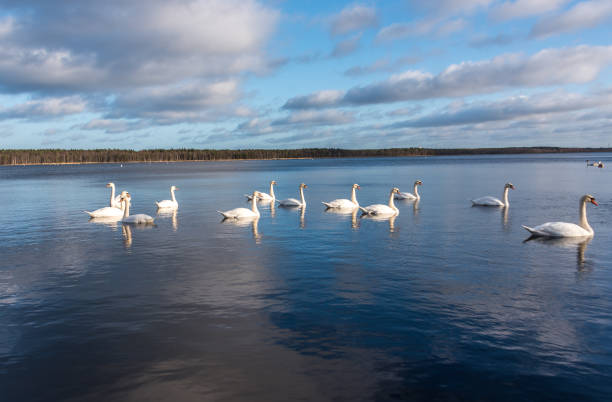 istock Swans Swimming on a Calm Lake in Latvia 1201261613