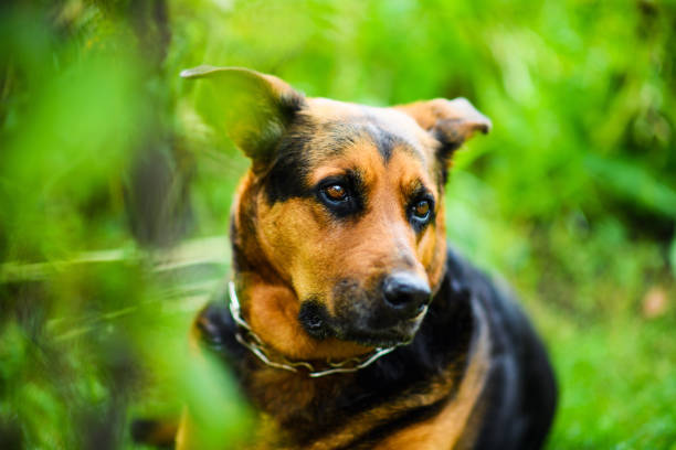 istock Funny dog on green grass 1201262802