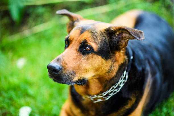 istock Funny dog on green grass 1201262849