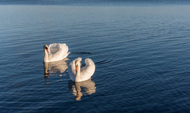 istock Swans Swimming on a Calm Lake in Latvia 1201262886