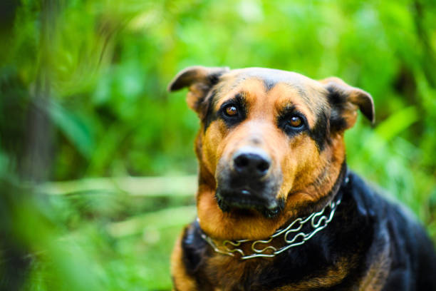istock Funny dog on green grass 1201262893