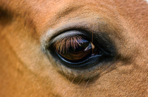 istock Eye of red horse closeup 1201262953