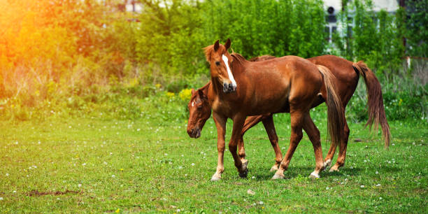 istock horse with long mane on pasture against beautiful blue sky 1201262977