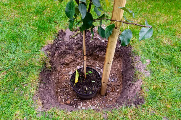 An apple young plant is a hole prepared in garden soil for tree"u2019s planting. A wooden column in the hole is prepared to hold the young tree up. Planting trees season.