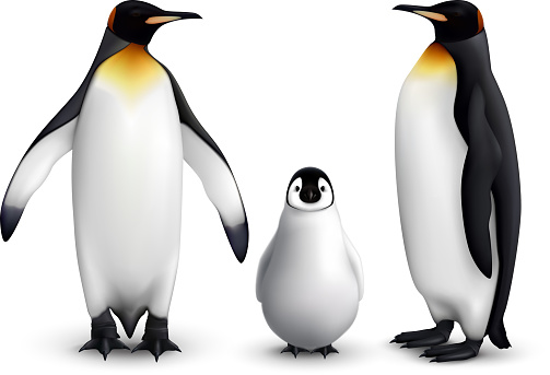 King penguin family with chick realistic closeup image with adult birds front and side view vector illustration