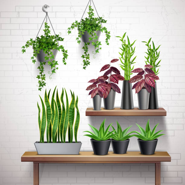 ilustrações de stock, clip art, desenhos animados e ícones de house plants realistic interior - flower pot vase purple decor
