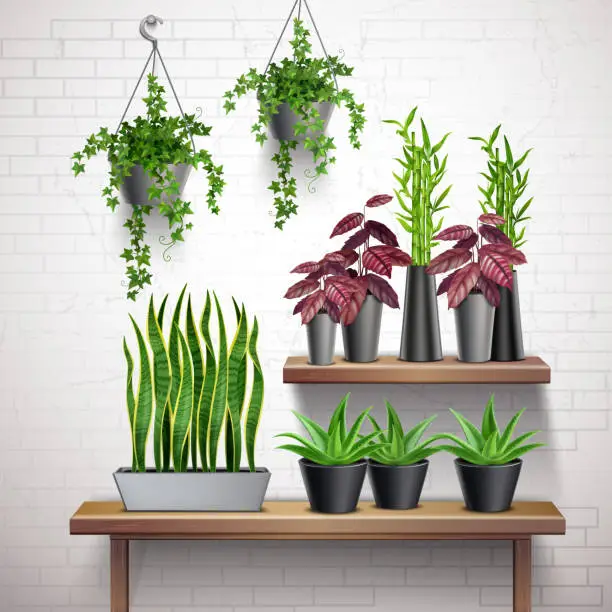 Vector illustration of house plants realistic interior