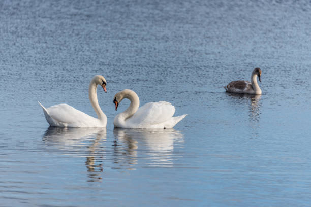istock Swans Swimming on a Calm Lake in Latvia 1201264474