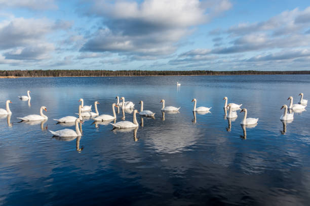 istock Swans Swimming on a Calm Lake in Latvia 1201264641