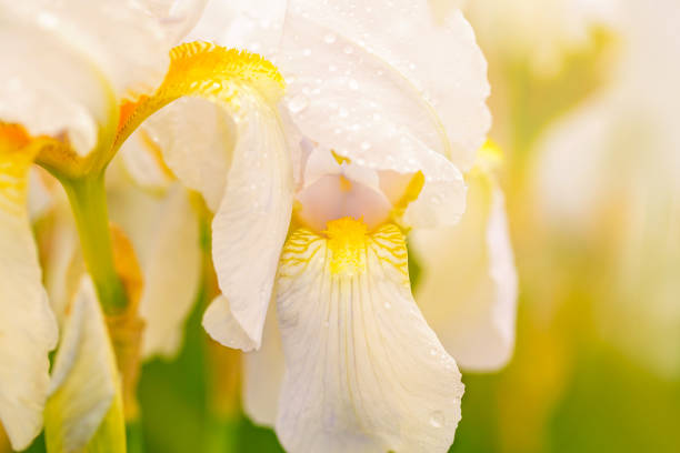 iris blanc fleurissant dans un jardin de source, fleurs blanches fleurs sur un fond flou, jardin botanique, carte postale sur des vacances. soleil au milieu de l’été - close up sunlight white perennial photos et images de collection