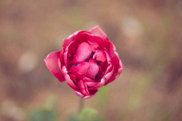 istock Beautiful Bud terry scarlet tulip on a beige background. Relax 1201264787