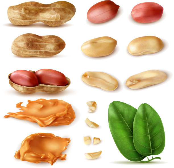 ilustrações de stock, clip art, desenhos animados e ícones de realistic peanut set - hazel eyes