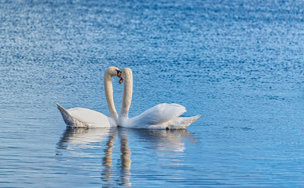 istock Swans Swimming on a Calm Lake in Latvia 1201265228
