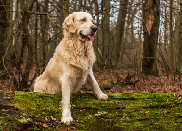 istock Golden Retriever Posing in a Forest 1201266192