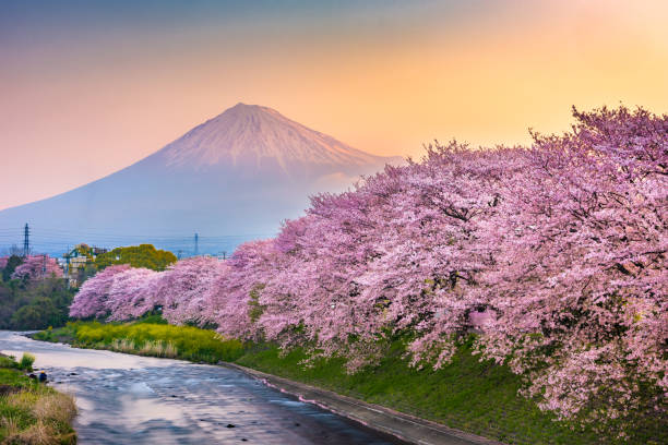 istock Mt. Fuji, Japan from Shizuoka Prefecture in Spring 1201266196