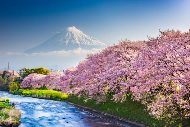 3,200+ Mount Fuji Through Cherry Blossom Trees Stock Photos, Pictures ...