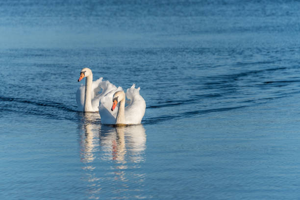 istock Swans Swimming on a Calm Lake in Latvia 1201266426