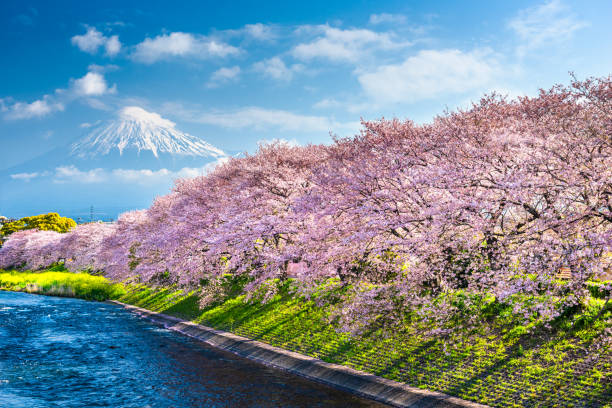 3,200+ Mount Fuji Through Cherry Blossom Trees Stock Photos, Pictures ...