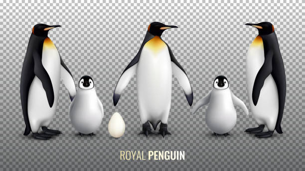 penguin transparent realistic set Royal penguin realistic set with with egg chick and  adult birds on transparent background vector illustration penguin stock illustrations