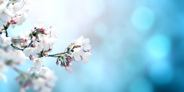 istock Beautiful magic spring scene with sakura flowers 1201266852