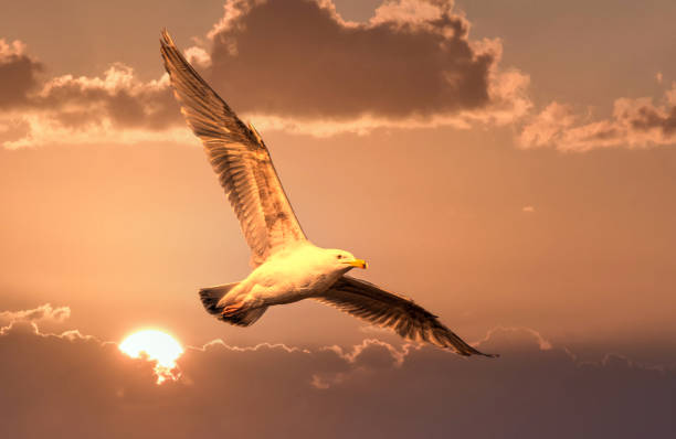 istock Seagull Flying in a Beautiful Sunset Sky 1201267107