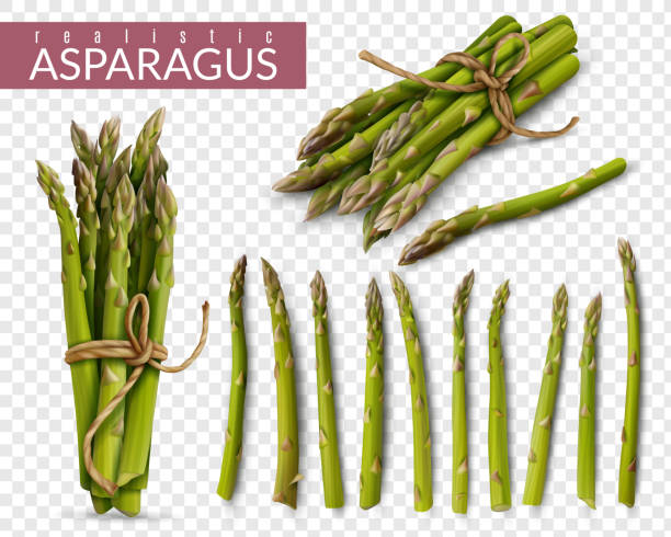 ilustraciones, imágenes clip art, dibujos animados e iconos de stock de espárragos realistas conjunto transparente - asparagus