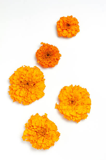 istock Fall composition. Orange color flowers on white background. Flat lay, top view 1201268227