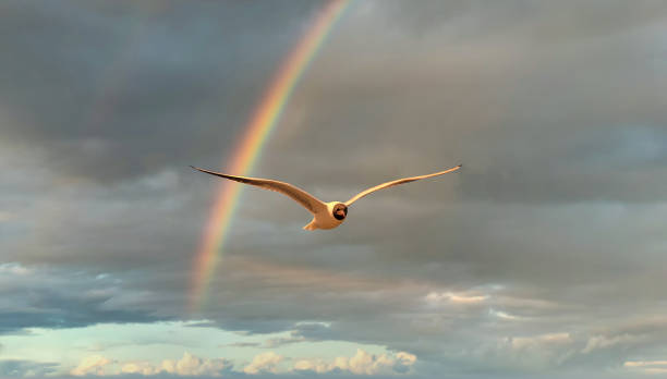istock Seagull Flying in a Cloudy Sky with a Rainbow 1201268242