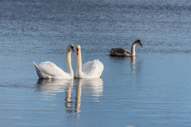 istock Swans Swimming on a Calm Lake in Latvia 1201268378