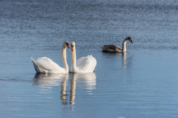 лебеди плавают на спокойном озере в латвии - 7294 стоковые фото и изображения