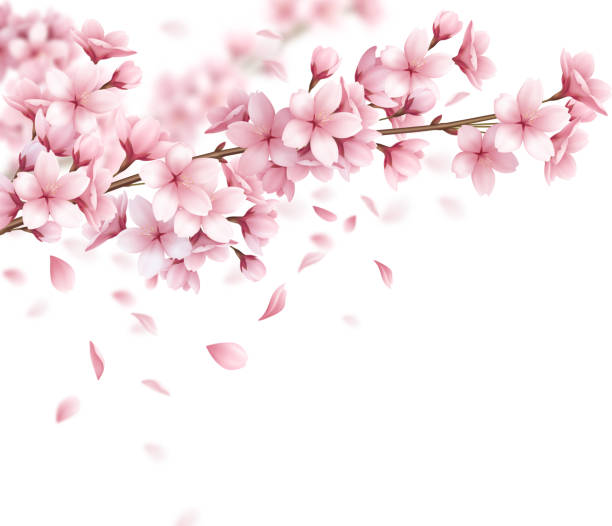 illustrazioni stock, clip art, cartoni animati e icone di tendenza di sakura ciliegio primavera fiori composizione realistica - flower spring cherry blossom blossom