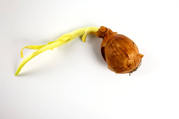istock overripe onion with shoots 1201269313
