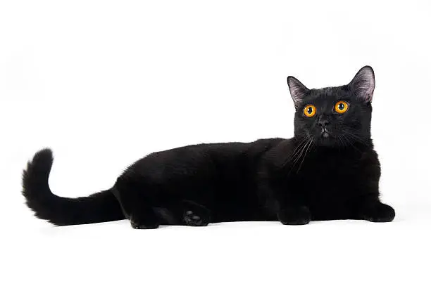 Photo of British black cat