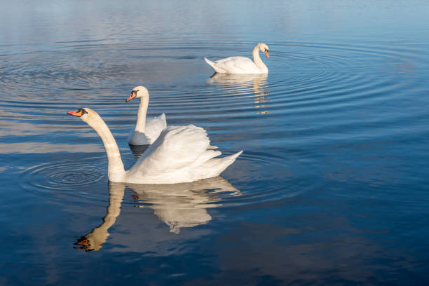 istock Swans Swimming on a Calm Lake in Latvia 1201270157