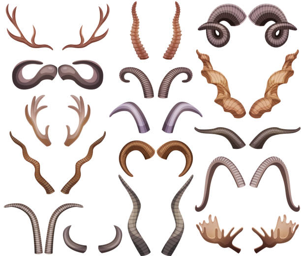 illustrazioni stock, clip art, cartoni animati e icone di tendenza di corna set - horned death dead texas longhorn cattle