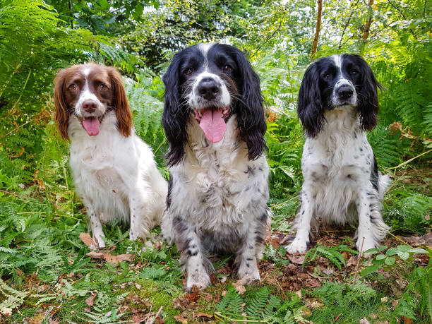 istock Gone to the dogs! 1201270227