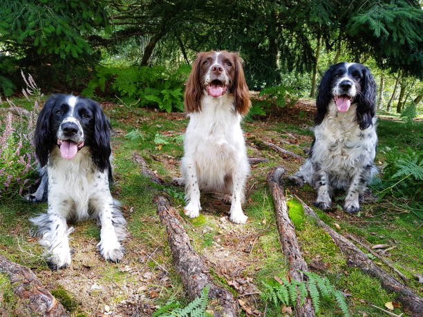 istock Gone to the dogs! 1201270236