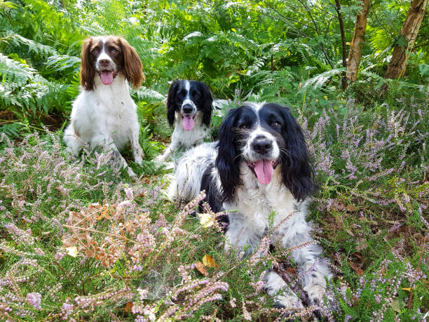 istock Gone to the dogs! 1201270255