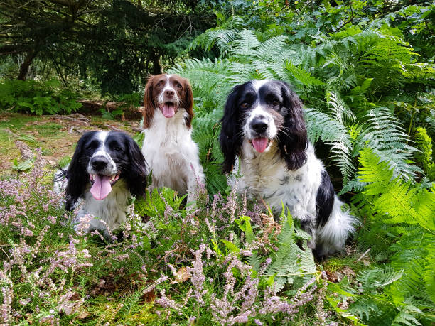 istock Gone to the dogs! 1201270261