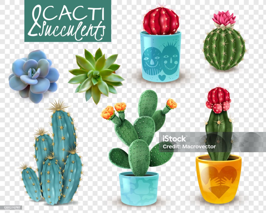 Vetores de Conjunto Transparente De Cactos Realistas e mais imagens de Cacto  - Cacto, Planta de Vaso, Adulação - iStock