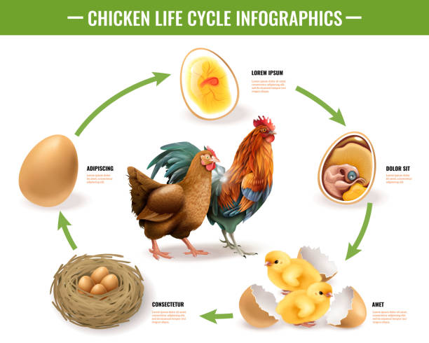 bildbanksillustrationer, clip art samt tecknat material och ikoner med realistisk kyckling livscykel infographics - parade