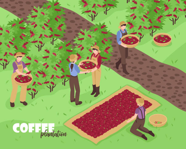 Coffee Farming Graphics 3,900+ Coffee Farm Illustration Stock Illustrations, Royalty-Free ...